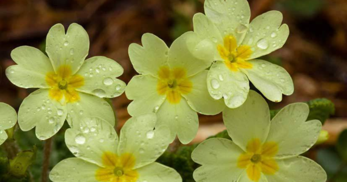 richmond-barracks-native-irish-plants-workshop